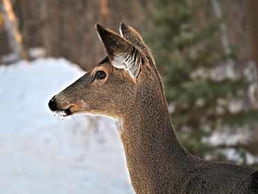 Close-up Doe